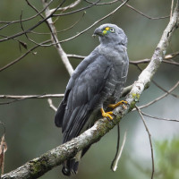 Hook-billed Kite